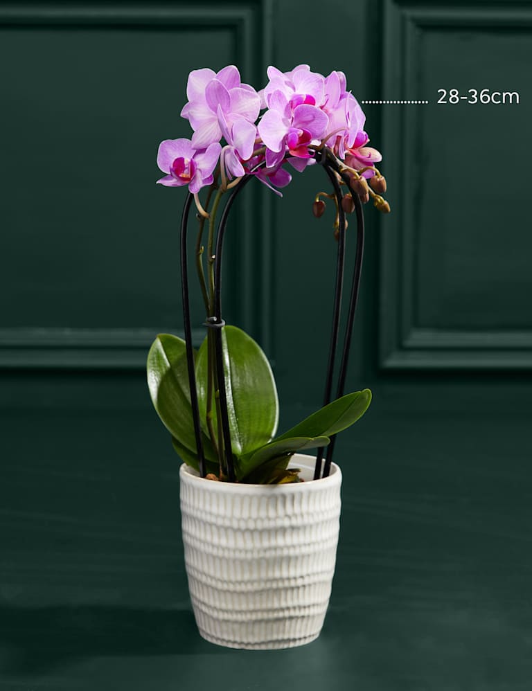 Purple Miniature Phalaenopsis Cascade Orchid in Ceramic Pot 3 of 4