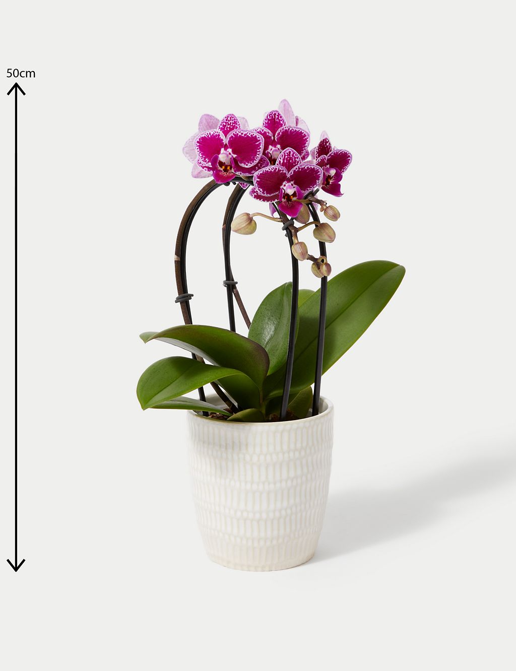 Purple Miniature Phalaenopsis Cascade Orchid in Ceramic Pot 4 of 4