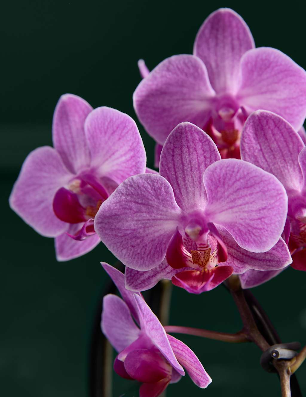 Purple Miniature Phalaenopsis Cascade Orchid in Ceramic Pot 1 of 4