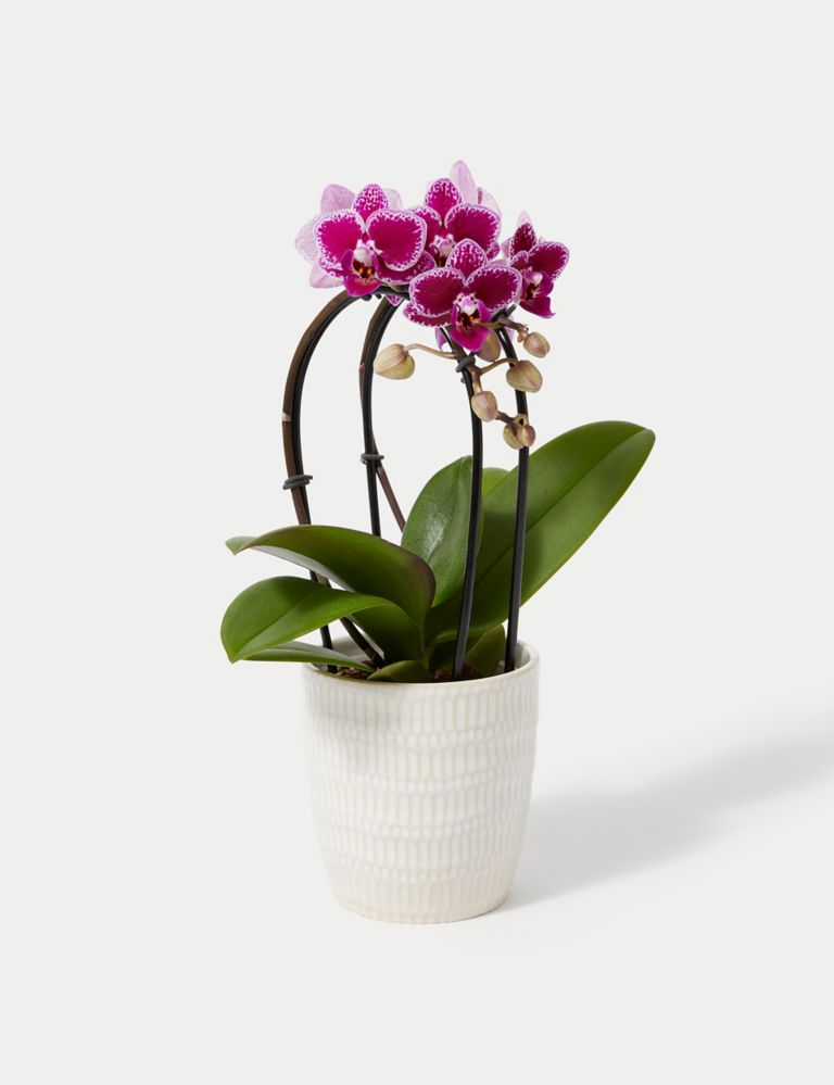 Purple Miniature Phalaenopsis Cascade Orchid in Ceramic Pot 2 of 4