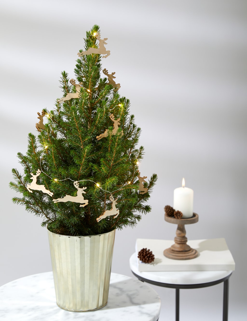 Small live 2025 christmas tree