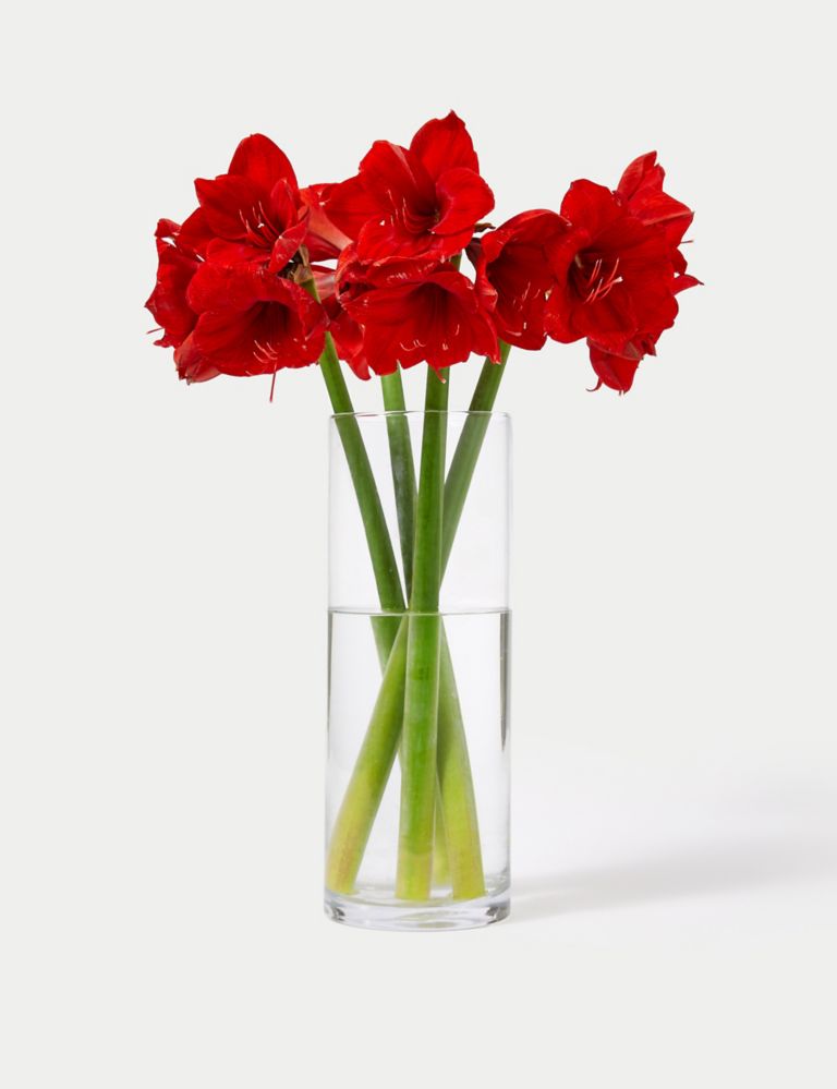 Red Amaryllis Bouquet 1 of 5