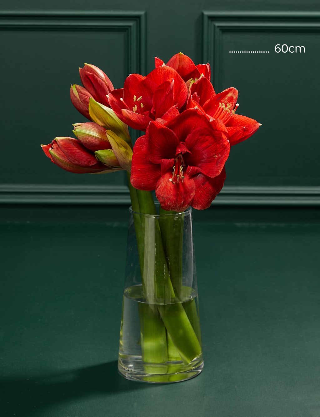 Red Amaryllis Bouquet 4 of 5