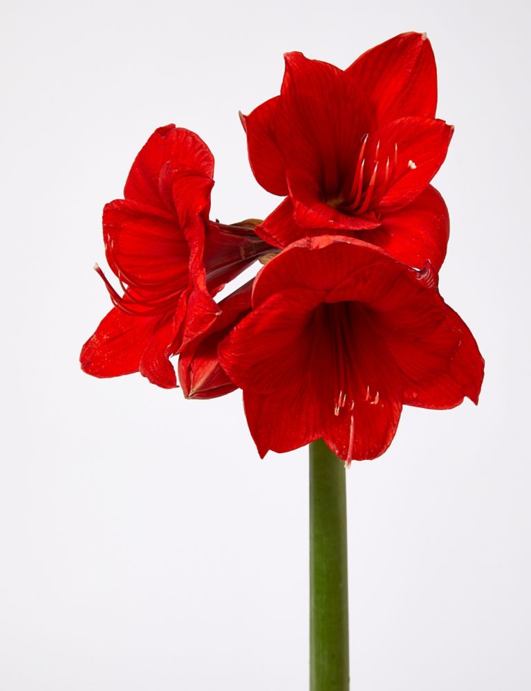 Red Amaryllis Bouquet 4 of 5
