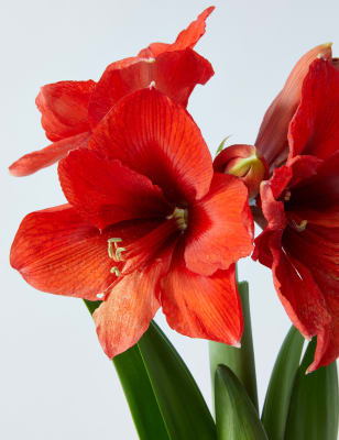 M&s Double Flowering Amaryllis