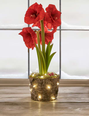 Red Amaryllis Glass Planter M S