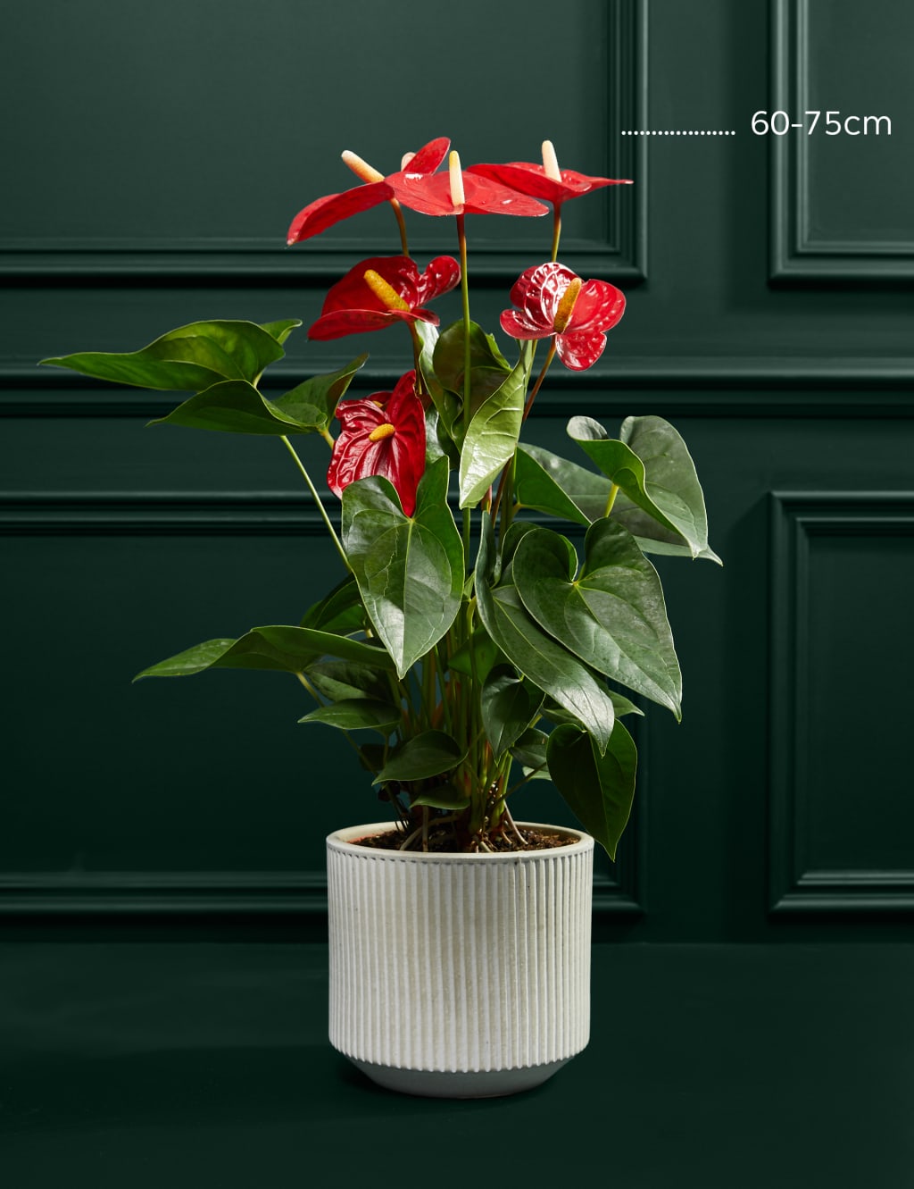 Red Anthurium Plant M S