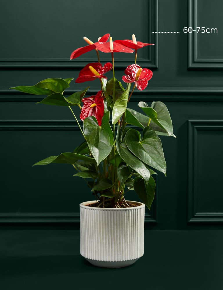 Red anthurium plant clearance