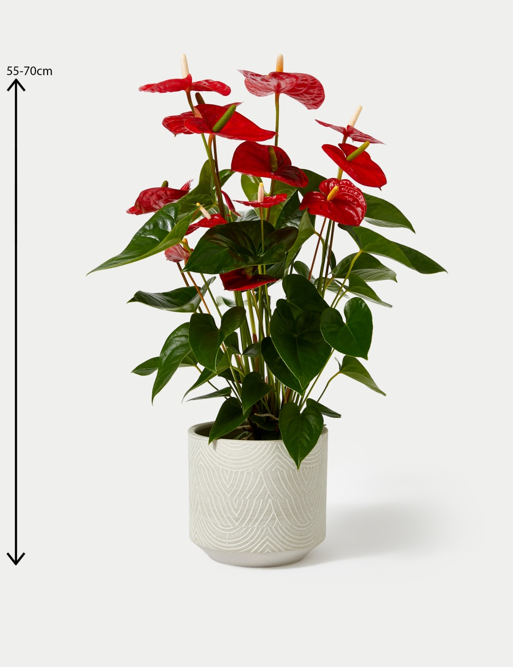 Red anthurium plant top