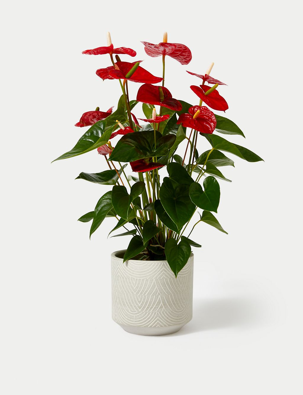 Red Anthurium Plant 1 of 4
