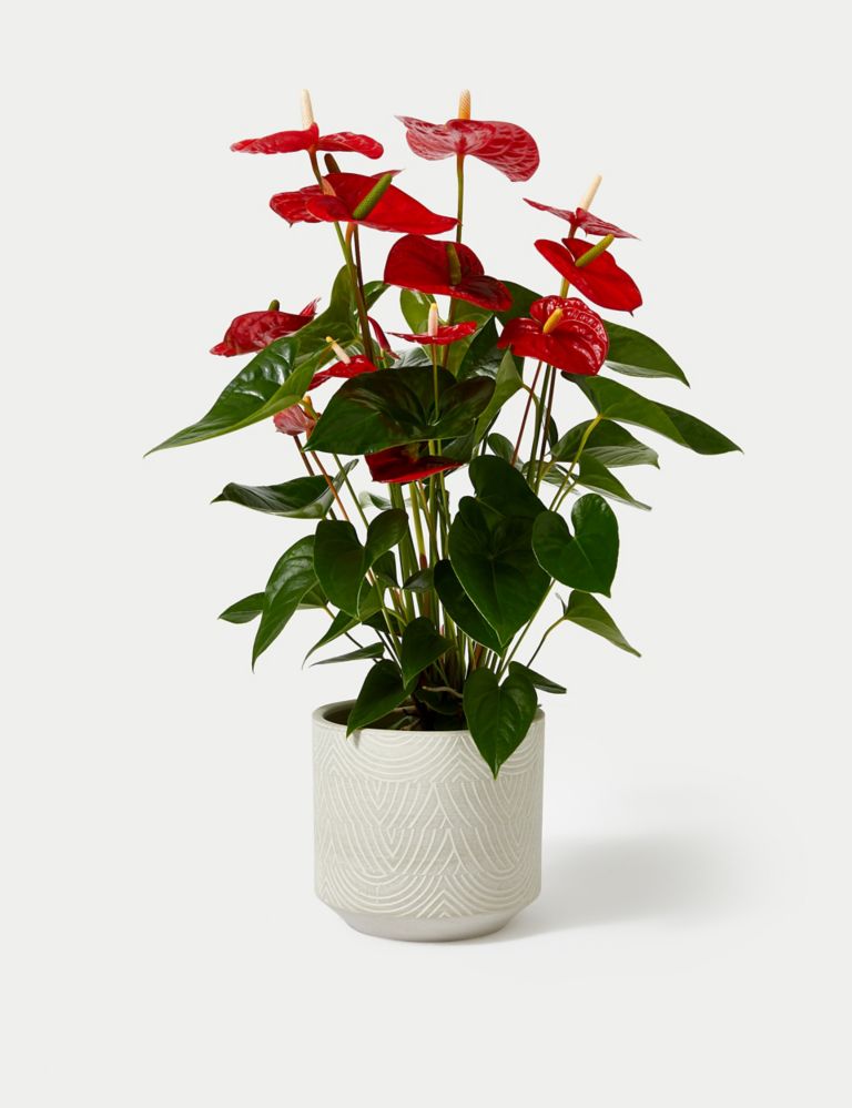 Red Anthurium Plant 2 of 4