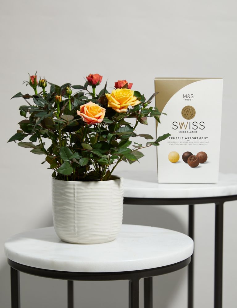 Rose Plant with Ceramic Pot & Chocolates 1 of 6