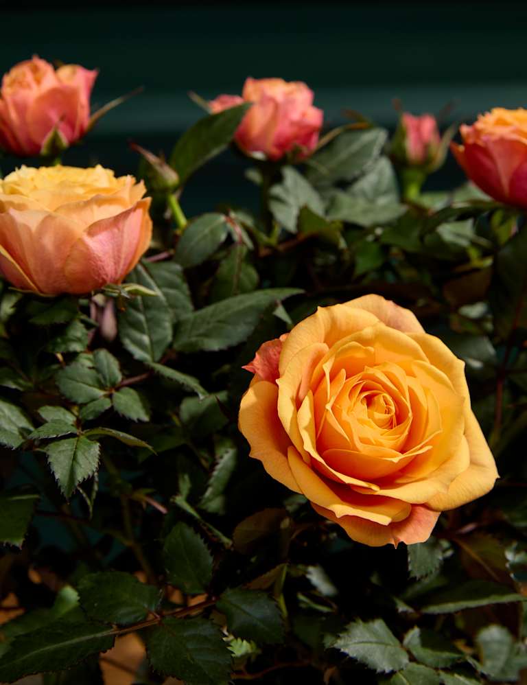 Rose Plant with Ceramic Pot & Chocolates 2 of 6