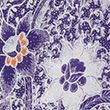 Pure Cotton Printed Short Sleeve Blouse - purplemix