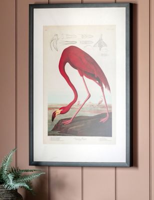 Gallery Home Curious Flamingo Rectangle Framed Art - Multi, Multi