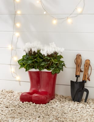 M&S Santa's Flowering Boots Cyclamen Planter