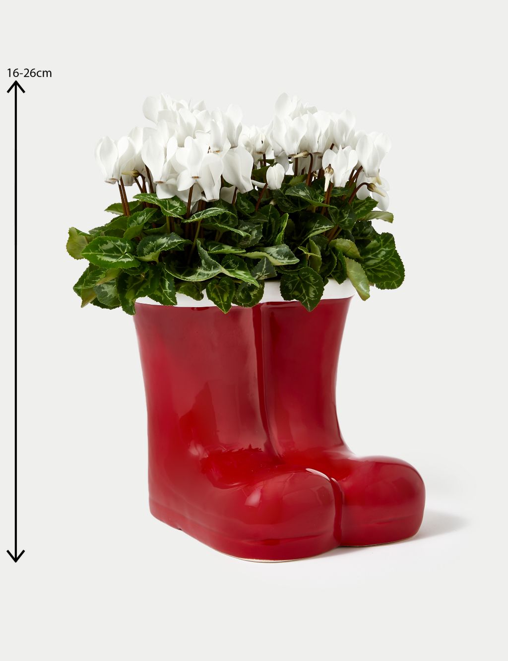 Santa's Flowering Boots Cyclamen Planter image 4