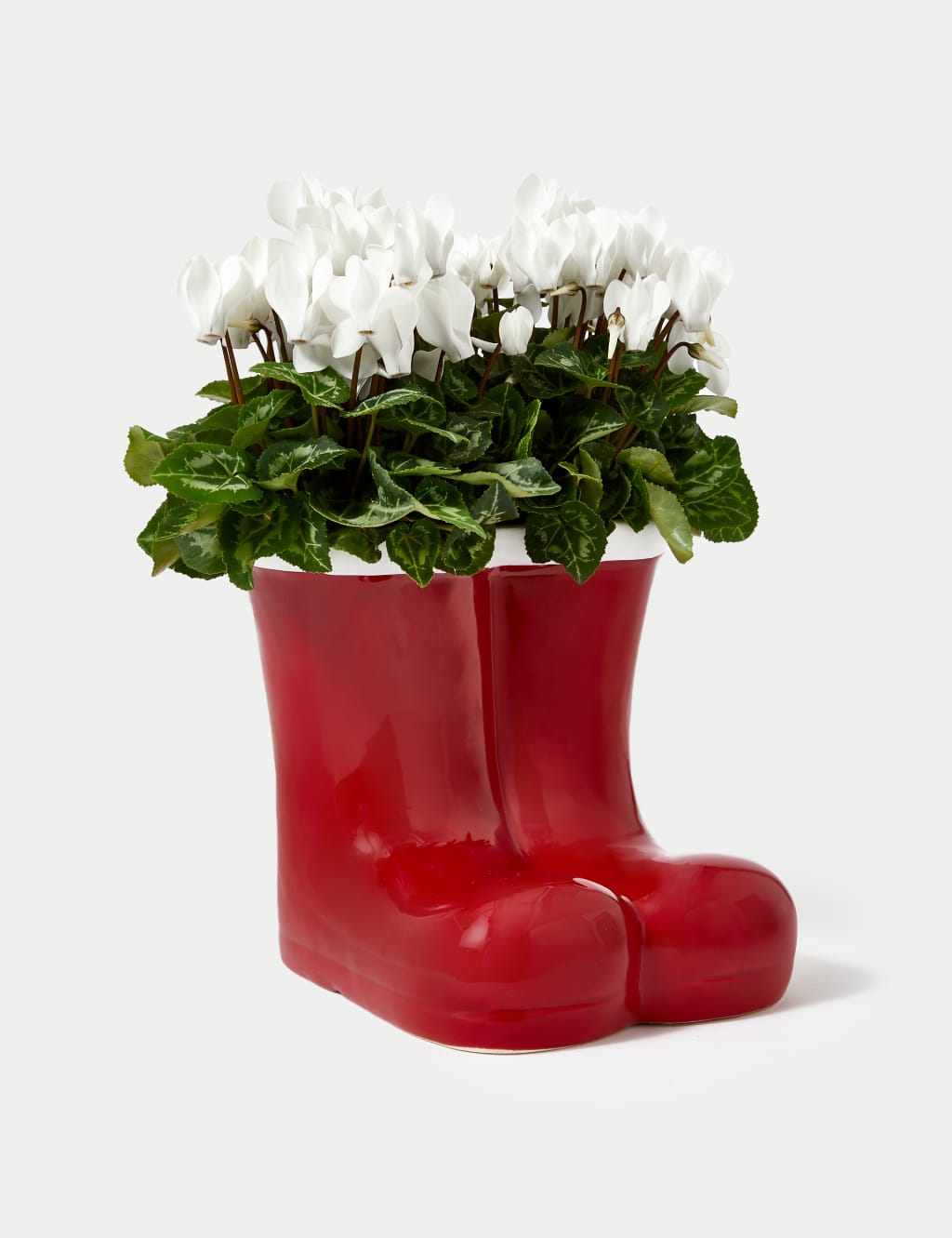 Santa's Flowering Boots Cyclamen Planter