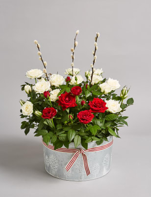 Christmas Flowers & Plants | Flowers & Plants Gifts | M&S