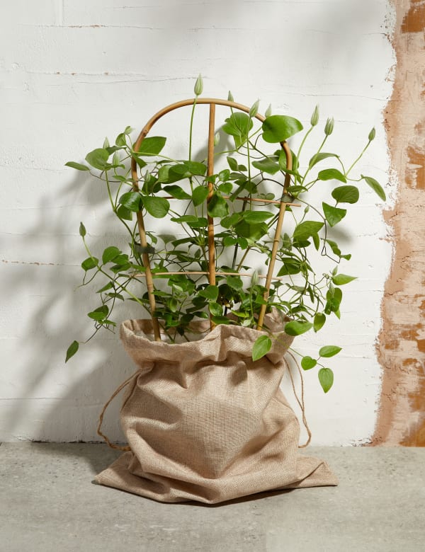 Flowers Plants Online Free Uk Next Day Delivery M S - clematis duo available for delivery from 16th may 2019