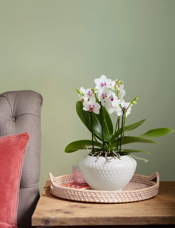 Orchids M S