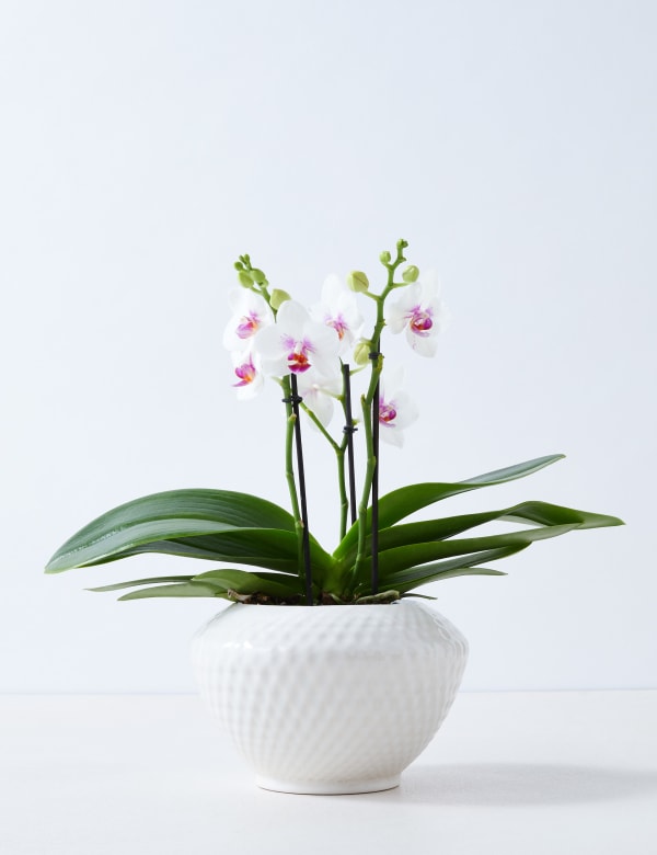 Marks And Spencer Artificial Flowers Uk Best Flower Site