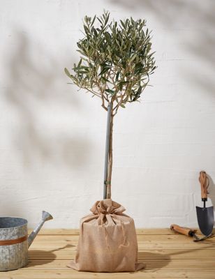 M&S Olive Tree in Bag