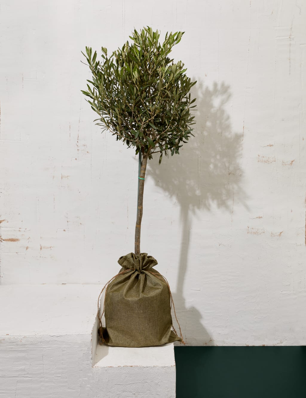 Olive Tree in Bag