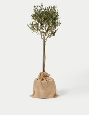 Olive Tree in Bag