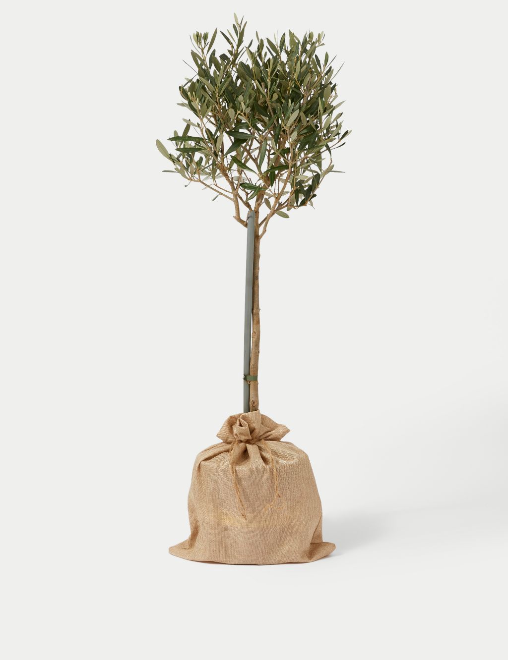 Olive Tree in Bag