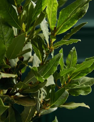 Bay Tree in Bag