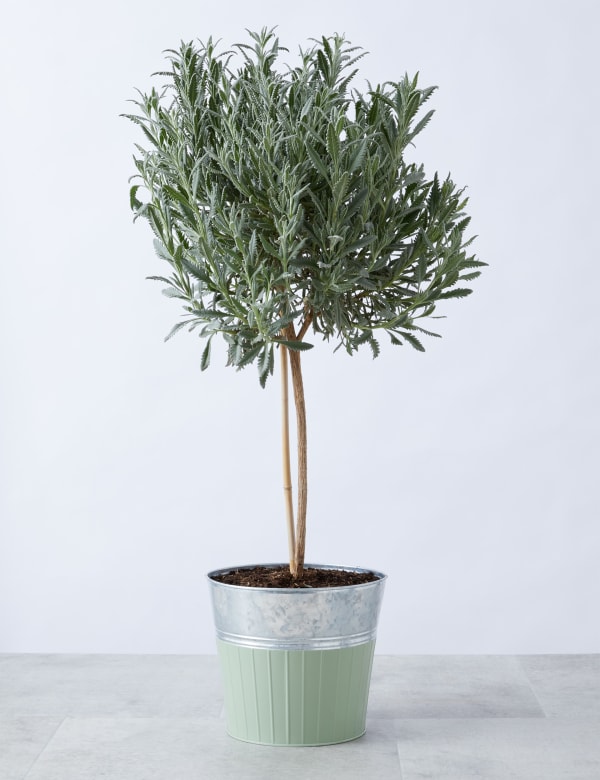 Lavender Tree M S