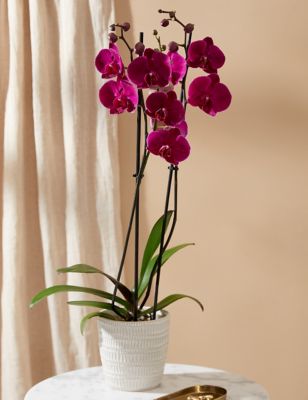 M&S Large Purple Phalaenopsis Orchid in Ceramic Pot
