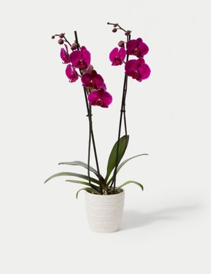 Large Purple Phalaenopsis Orchid Ceramic