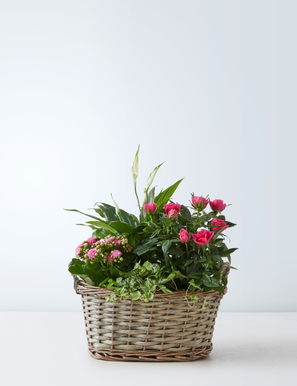 Summer Flowering Basket M S