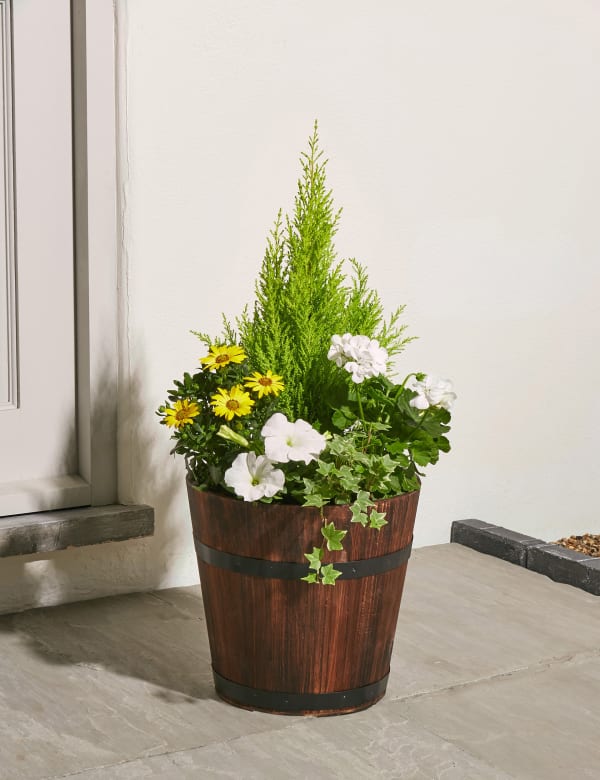 Gift Idea Money Tree Plant Quick Ways To Make Money Houston - gift idea money tree plant