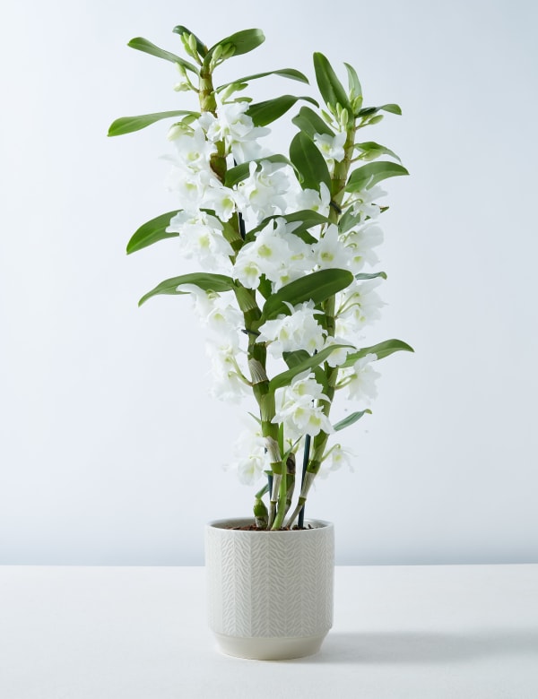Orchids M S