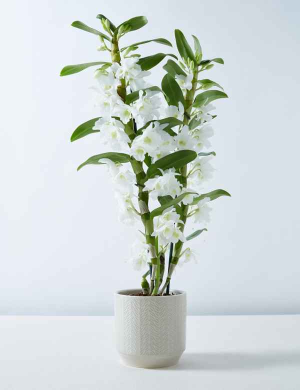 White Dendrobium Orchid House Plant