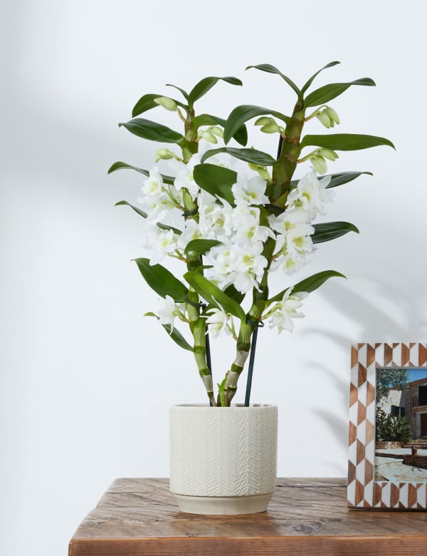 The Collection Dendrobium Orchid M S