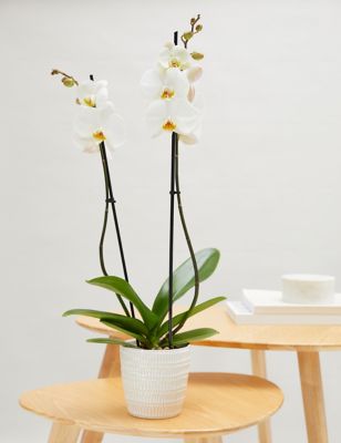 M&S Large White Phalaenopsis Orchid in Ceramic Pot