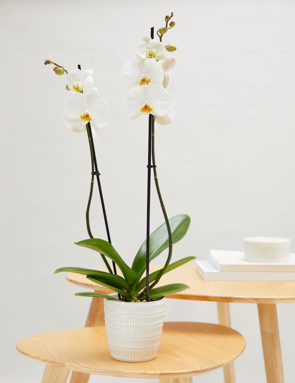 Large White Phalaenopsis Orchid in Ceramic Pot