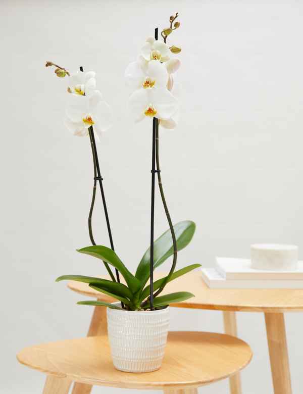 Twin Stemmed Phalaenopsis Orchid House Plant
