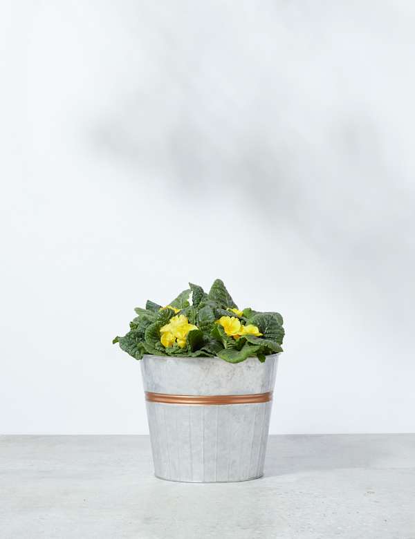House Potted Garden Plants Hanging Basket Plants M S