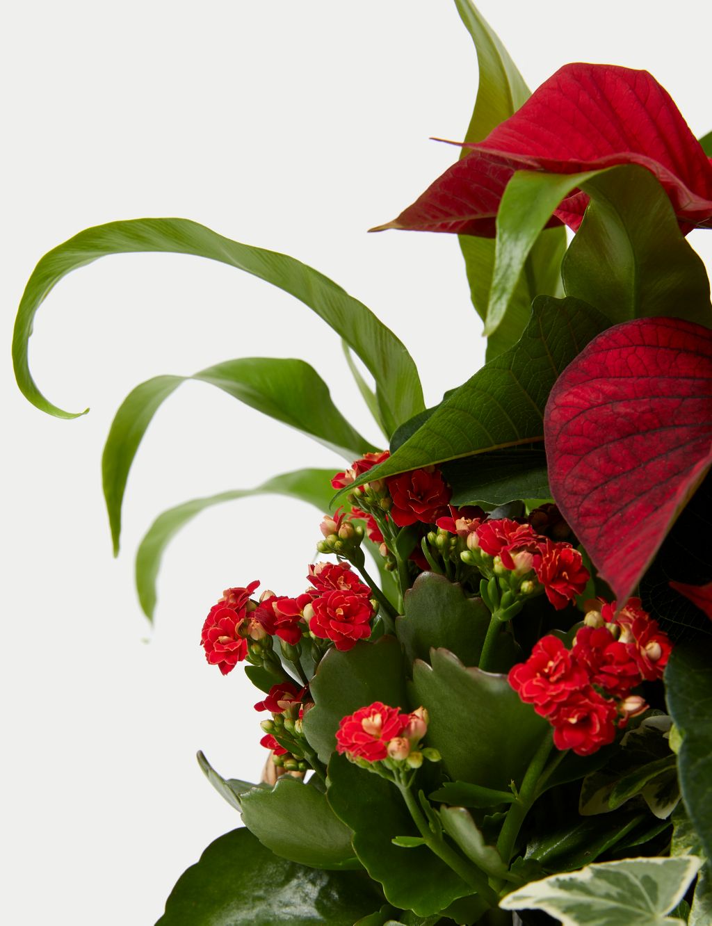 Luxury Red Festive Planted Basket with Poinsettia image 3