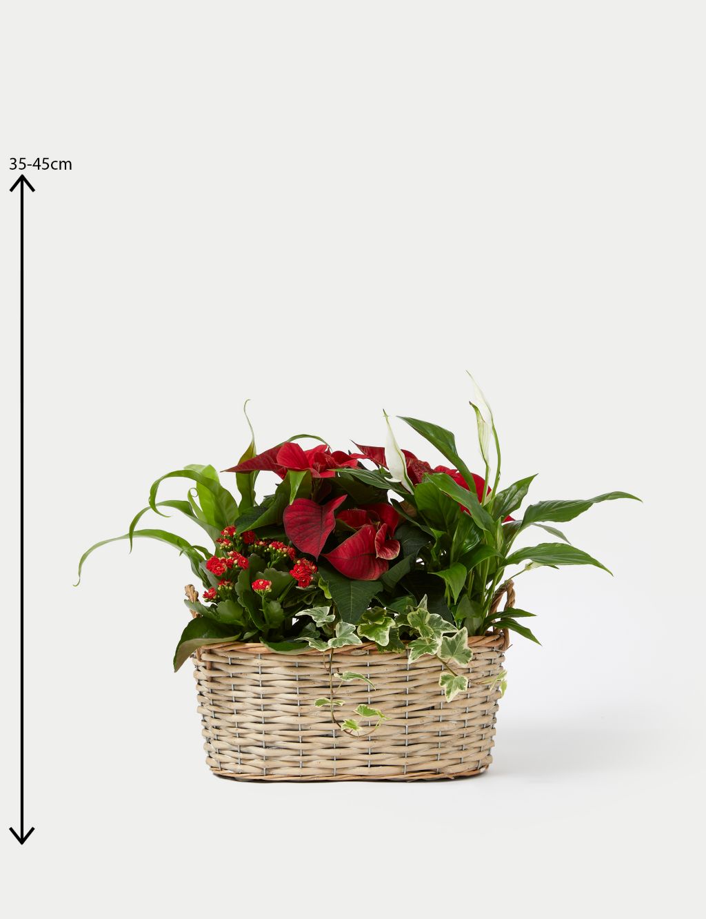 Luxury Red Festive Planted Basket with Poinsettia image 4