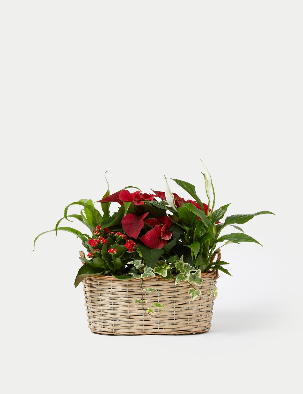 Luxury Red Festive Planted Basket with Poinsettia