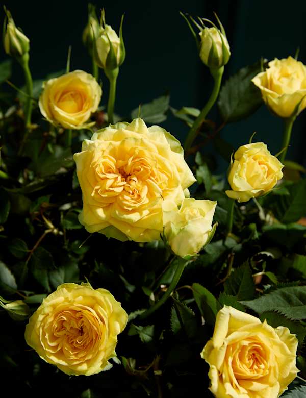 Rose Trough M S