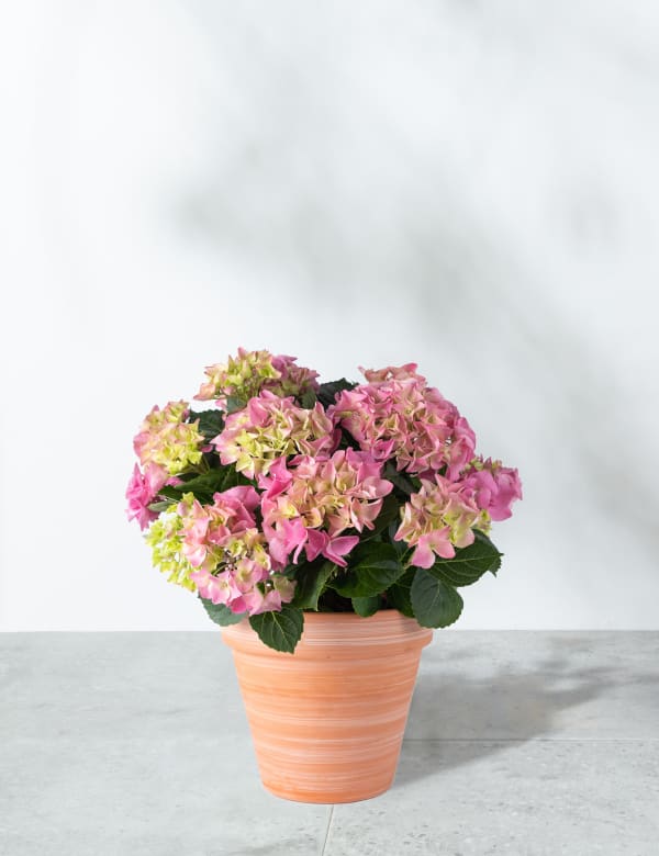 Marks And Spencer Artificial Flowers Uk Best Flower Site