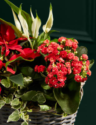 Red Christmas Flower Basket  M&S