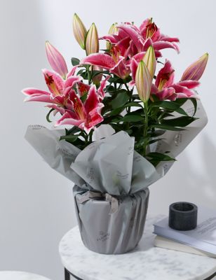 M&S Oriental Lily image